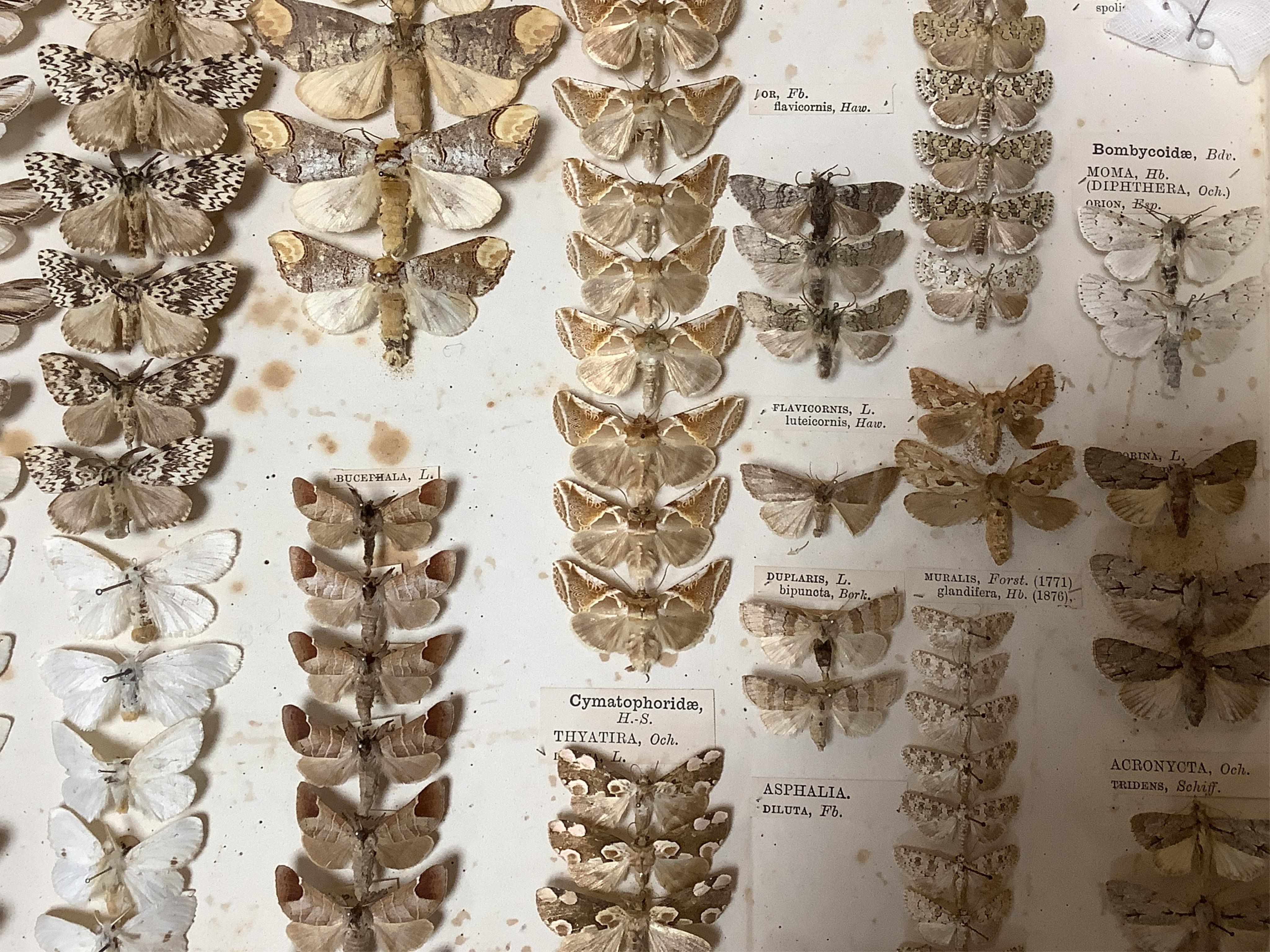 A Victorian ten drawer mahogany collector’s cabinet, containing a large selection of taxidermy moths, the contents checked against the UK register, each drawer with glazed cover, with a lockable glazed main door and orig